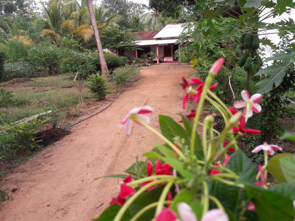 Sigiri Picaso Home Stay سيغيرِيا الغرفة الصورة