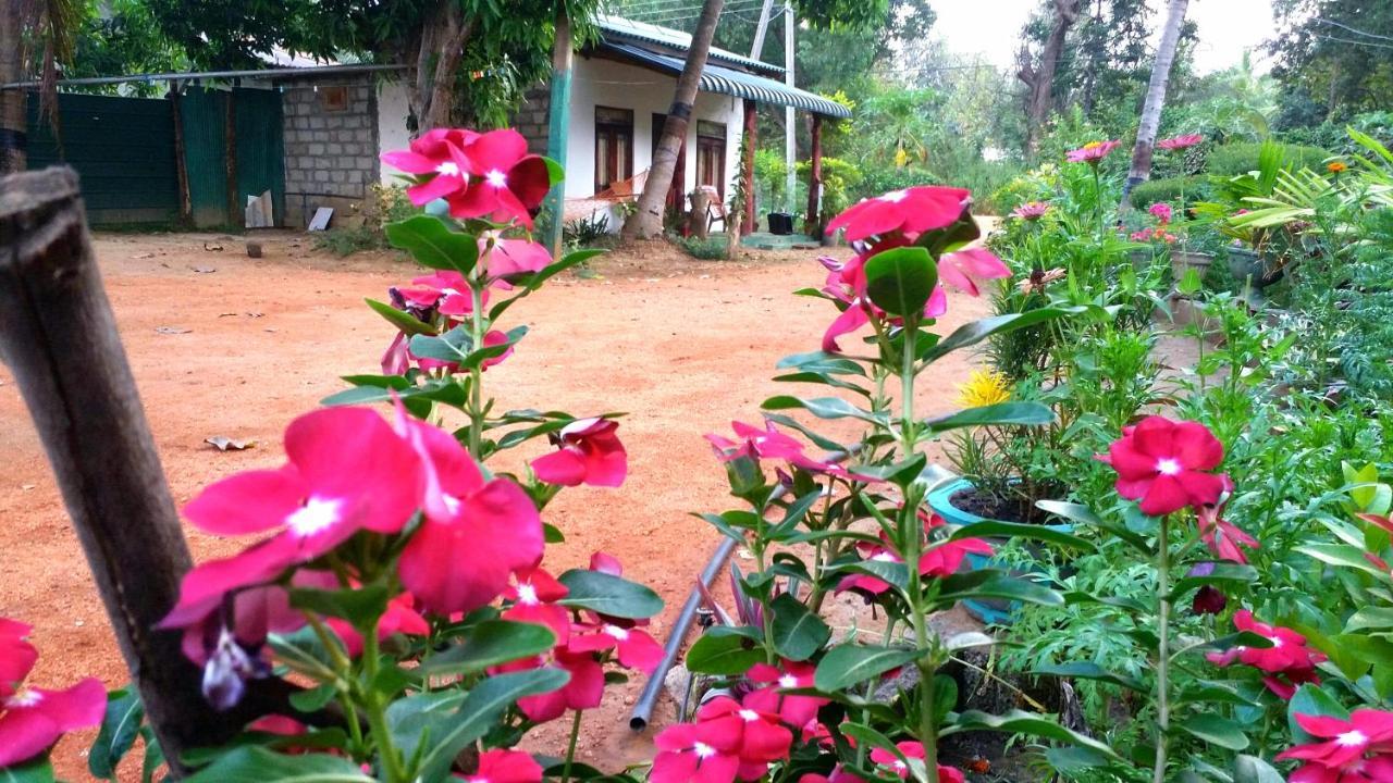 Sigiri Picaso Home Stay سيغيرِيا المظهر الخارجي الصورة