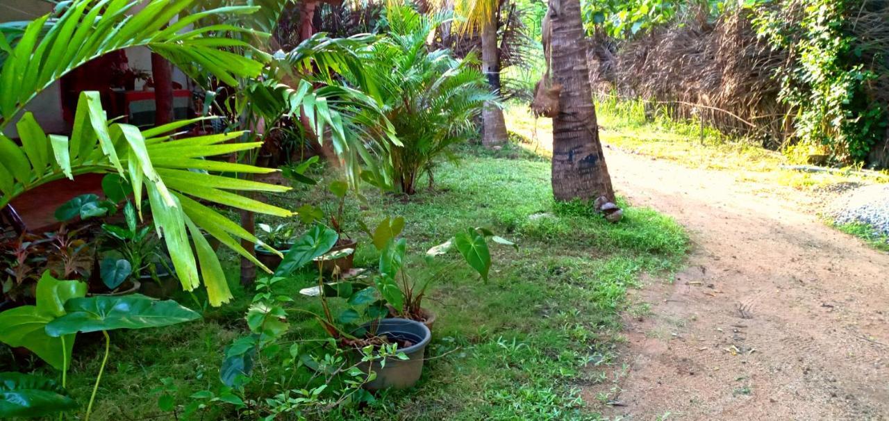 Sigiri Picaso Home Stay سيغيرِيا المظهر الخارجي الصورة